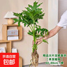 年宵花富贵竹龙鳞春羽水培植物春节过年装饰绿萝盆栽花卉绿植年货 精品大叶龙鳞春羽60-80cm【1棵】 实拍图