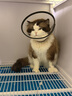 加仕高伊丽莎白圈猫咪项圈狗脖圈防舔宠物头套围脖用品绝育M 实拍图