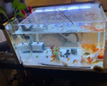 森森 超白玻璃小型热弯水草鱼缸HRK-600套缸+过滤器+水草灯 实拍图