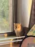 科瑞卡成猫无谷猫粮全价英短蓝猫益生菌银渐层幼猫干粮鸡肉牛肉混合口味 全价无谷猫粮4kg 通用型 实拍图