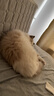 LEGENDSANDY蓝氏全价猫粮生骨肉冻干成猫幼猫猎鸟乳鸽9kg(1.5kg*6) 实拍图