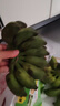 春福乐 广西小米蕉香蕉【源头直发】10水果整斤小香蕉粉蕉自然熟苹果蕉 精选5斤装【老农手挑】净4.5斤 实拍图