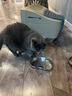 陪伴岁月猫罐头375g猫罐头猫咪湿粮营养宠物零食大容量 混合口味12罐 实拍图