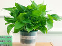 绿有意金钻盆栽植物水培绿植花卉多肉办公室内去吸除甲醛铂金钻绿公主 3株金钻【灰色南瓜盆】 含盆 实拍图