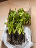寿禾 蔬菜苗活苗带土发货大全菜苗种苗秋冬各种秧苗山东寿光苗子阳台 小香芹菜苗10棵 实拍图