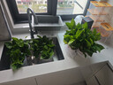 双盟 绿萝盆栽除甲醛花卉绿植办公室新房净化空气110款10盆装源头直发 实拍图