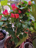 沁茗毓三角梅盆栽花苗植物室内外庭院阳台好养四季开花爬藤易成活花卉 中国红 商家推荐-6年苗【花期带花发货】 实拍图