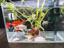 高清热弯浮法透明玻璃鱼缸客厅家用造景装饰生态中小型生态金鱼缸 热弯鱼缸-简易升级套餐 长40*宽23*高25cm 实拍图