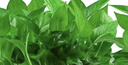 双盟绿萝盆栽除甲醛花卉绿植办公室新房净化空气180加仑2盆装源头直发 实拍图