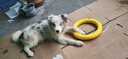 加仕高狗狗玩具eva拉环中大型犬互动圆环金毛边牧磨牙耐咬狗解闷神器 实拍图