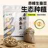 赤川 内蒙古生蚕豆 2斤 干蚕豆新鲜蚕豆粗粮生胡佛豆 实拍图