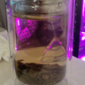 富光双层玻璃杯商务泡茶杯子 大容量男女耐热办公水杯带把黑色320ml 实拍图