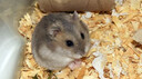 double yellow宠物仓鼠活物小仓鼠幼崽活体仓鼠宝宝金丝熊 紫仓1只 可备注公母 实拍图