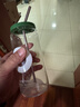 only tree高颜值玻璃吸管杯冷萃咖啡杯大容量500ml羽衣甘蓝粉的赠品 实拍图