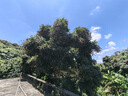 小天才儿童电话手表Q3桑染紫AI精准定位防水大屏视频通话儿童学生智能手表爆款升级移动支付男孩女孩 实拍图