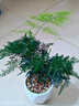 开时果 文竹盆栽桌面摆件盆景 办公室植物竹子水培绿植盆景源头直发包邮 精品文竹+原生盆 实拍图