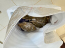 【冷冻】拾鲜生 鲜活冷冻梭子蟹舟山特大螃蟹海蟹3斤8两-1斤/只 25年新蟹 源头直发包邮 实拍图