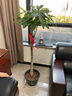 发财树大型绿植室内客厅花卉大盆栽落地办公室摆件阳台放轻松植物 【独杆】1.2-1.3m 福字树脂盆 实拍图