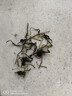 草木方花草茶 小叶苦丁茶250g 特级2025新茶嫩芽四川峨眉山头采明前茶叶 实拍图