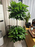爱优尚幸福树盆栽客厅室内大型绿植办公室乔迁新家绿宝净化空气源头直发 实拍图