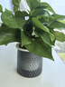特价绿萝盆栽室内客厅办公室吸甲醛净化空气水培植物绿植花卉好养 【1盆】绿萝+轻奢灰色繁星吸水盆 整体含盆高度20-25cm 实拍图