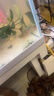 森悠（SARYOR）金苔鼠淡水鱼鱼缸清洁鱼观赏鱼热带鱼好养工具鱼吃垃圾鱼 清缸大师套餐 实拍图