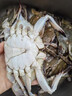 梭子蟹鲜活特大野生舟山大螃蟹海鲜新鲜冷冻海蟹水产飞蟹白蟹顺丰 3-5两/只 【净重3斤舟山梭子蟹】 实拍图