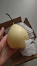 【已售50万斤】河北水晶鸭梨赵州鸭梨产地直发单果160g起 1粒装 实拍图