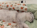 网易严选全价冻干双拼猫粮 主粮成幼猫无谷高鲜肉好适口 美毛护胃1.8kg 实拍图