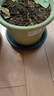 爱丽思花盆塑料圆形树脂多肉花盆种花种菜盆绿萝爱丽丝 军绿口径23.7cm 实拍图