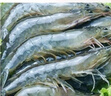 卖鱼郎先生青岛盐冻大虾净重3斤 15-20只/斤 白虾大虾基围虾生鲜 虾类 实拍图