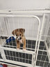 华美龙 狗笼子小型犬中型犬带厕所泰迪柯基比熊柴犬宠物狗窝室内狗围栏 白【方管款】95*65*85（60斤内） 实拍图