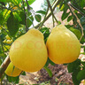柚满园【纯甜不酸】梅州沙田柚子南福金柚正宗甜碌柚新鲜水果广东梅县 特大果3个带箱9-10斤 实拍图