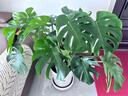 花财主天堂鸟盆栽办公室大型绿植客厅盆栽家用吸甲醛净化空气绿植 龟背竹90-1.1m【圆柱盆】 实拍图