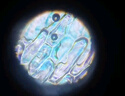 宝视德（bresser）显微镜初中生中考专用学生专业光学儿童科学实验生物儿童节礼物 实拍图