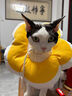华元宠具（hoopet）猫咪伊丽莎白圈幼猫项圈宠物狗狗耻辱颈圈脖圈头套犬防舔防咬头罩 实拍图
