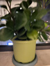 史丹利花盆家用树脂塑料盆栽加厚多肉月季阳台庭院加仑盆苹果绿高140mm 实拍图