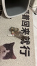 贵为（GiGwi）小鸟发声逗猫玩具小猫咪幼猫自嗨解闷神器磨牙耐咬宠物玩具逗猫棒 实拍图