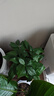 ⭐【包活】发财树盆栽鲜花绿植物办公室内吸甲醛绿萝文竹水培易养 三杆优质发财树【原盆】 实拍图