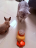 疯狂的主人猫玩具小黄鸭漏食器冻干发射器猫咪狗狗自嗨解闷放零食玩具逗猫棒 实拍图
