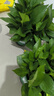 双盟绿萝盆栽除甲醛花卉绿植办公室新房净化空气180加仑2盆装源头直发 实拍图