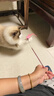 【京东快递】仙女逗猫棒猫咪玩具带铃铛逗猫神器耐咬羽毛逗猫棒 羽毛粉色款1支 实拍图