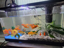 阔庭（KUOTING）鱼缸水族箱生态桌面鱼缸新款懒人鱼缸过滤制氧一体黑色【特大号】 实拍图