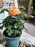 果汁阳台月季花苗四季开花卉盆栽绿植物室内花易活玫瑰带花苞庭院 果汁阳台【大花浓香，月月开分枝多】 【带花苞】【盆口径15cm】原盆冠25高35 实拍图