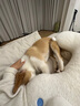 蒙贝 香酥牛棒骨  狗狗零食 中型犬磨牙棒 洁齿骨耐咬除垢 100g*5支 实拍图