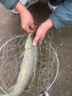 九阳（Joyoung）烤箱家用多功能大容量40L电烤箱  新款烘焙蛋糕专用空气烤箱奶油白KX40-VN317 实拍图