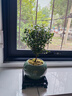 开时果 小叶赤楠盆景摆件 办公室桌面绿植花卉好养盆栽植物源头直发包邮 【热销款】哥窑浸墨盆+苔藓+底座 实拍图