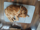 派乐特 宠物狗垫子猫咪狗狗窝睡垫床垫春夏秋冬四季地垫用品80*120cm 实拍图