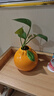 爱已装糖仿真橘子艺术花瓶简约陶瓷花瓶生日礼物客厅餐桌装饰插花瓶高10cm 实拍图
