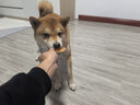 HELLOJOY狗狗零食肉干肉条成犬幼犬通用训狗奖励零食 鸡肉胡萝卜脆60g 实拍图